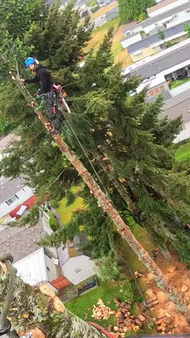 Tree Cut Down #usa #treework #treecutting #chainsaw #stihl