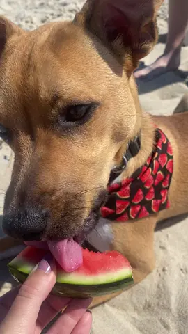 eating watermelon on the beach with my watermelon bandana on 🍉 #dog #dogsoftiktok #pitbull #pithuahua #chipit #doglife #fyp #dogs #watermelon #watermelonsugar #dogeating 