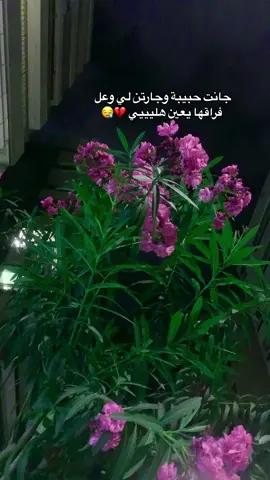 #جانت_حبيبه_وجارتن_لي_وعلى_فراقها_ويعين_هليييي_الفراتي_عاديلوك_#تصويري_احترافي_الاجواء👌🏻🕊😴 #عاديلوك #تصويري📸 #ابو_سمره_الجبوري #الشعب_الصيني_ماله_حل😂😂 #الفرتي_عاديلوك #ميوزك #الفراتي_ابن_منبج 