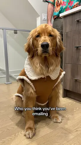 Corporate girly in the front feral rat in da back #goldenretriever #dogsoftiktok #dogtok #funnyanimals #funnyvideos #trendingsong 
