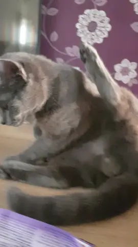 ##cat  #kitty 