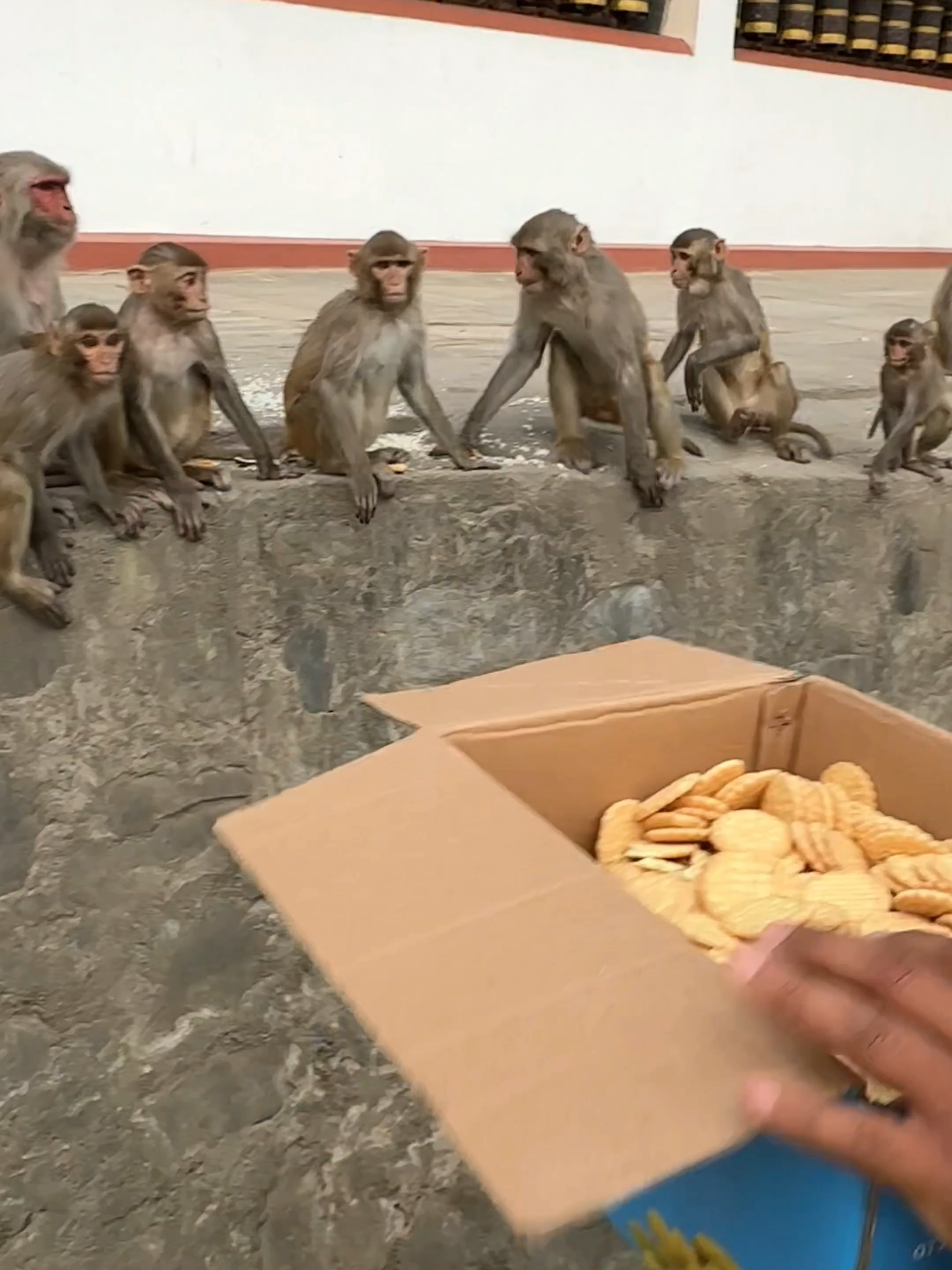 Monkey love biscuits too