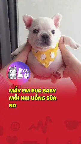 Mấy em Pug baby mỗi khi uống sữa no 😂 #shorts #yeulu