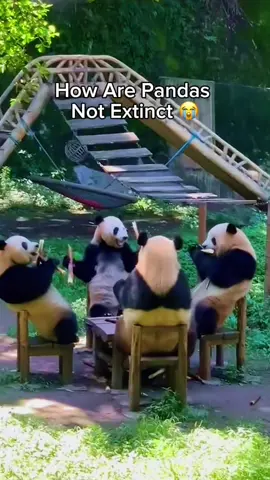 How Are Pandas Not Extinct 😂 #panda #funnypanda #animals #animalsoftiktok 
