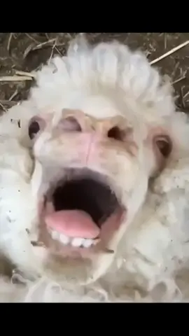Screaming Sheep BAAAAAHH!!!!!