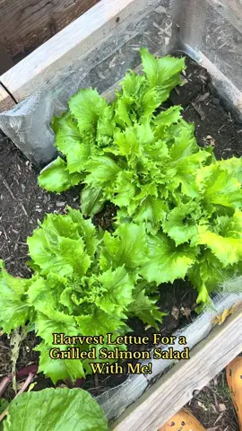 Harvest Iceberg Lettuce for a Grilled Salmon Salad with me! Straight from the backyard to the table! 👩🏾‍🌾🌱✨ #Gardening #GardeningTiktok #UrbanGarden #FYP #LisheJuice #Garden #GrowYourOwnFood #CLT 