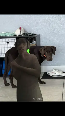 These are way too fun to make😭  @W H Y D E E  @ROCKO  #CapCut #viggle #labrador #labsoftiktok #puppy #puppiesoftiktok #dogsoftiktok #puppylove #foryou 