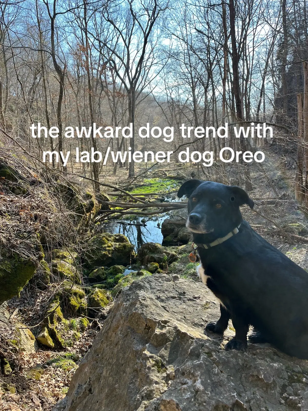 I love my Oreo #foryou #awkwarddog #oreo #dog #foryoupage #viral #awkward 