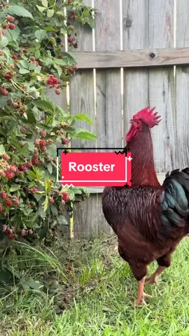 What is the role of a rooster? Chickens eat berries! #backyardchickens #chicken #chickens #berries #rooster 