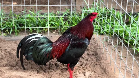 Theo Bạn Thích Tào Tháo Hay Lưu Bị 😊😊😊