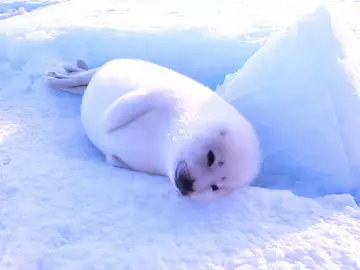 #babyharpseal baby harp seals r so cool ʚɞ ⁺˖ ⸝⸝ 🦭🍓 #seal #seals #babyseal #babyseals #🦭 #sealsoftiktok #sealtok #fluffyseal #cuteseals #seals🦭 #sea #ocean #oceancreatures #aesthetics #aquarium #oceanarium #georgiaaquarium #snow #fyp #fypage #fypシ゚viral #viral #viralvideo #notice #boost #blowup #blowup? #xybca #relatable 