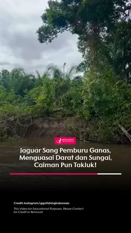 Jaguar memang jagonya berburu di dua habitat sekaligus, yaitu darat dan sungai. Keahlian berenang mereka yang luar biasa membuat jaguar bisa dengan nyaman mencari mangsa di air. Bahkan, caiman yang dikenal sebagai predator ganas di air pun bisa menjadi santapan jaguar. Rahasia kekuatan jaguar terletak pada gigitan terkuat di antara semua kucing besar. Gigitan ini mampu menembus tempurung kepala caiman, melumpuhkannya dengan cepat. Dengan teknik berburu yang tepat, jaguar bisa overpowering caiman, bahkan yang berukuran besar sekalipun. Video Credit: @gofishingindonesia