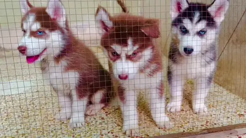 husky puppies available #foryou 