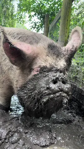 I think she enjoys the mud… Just a bit!👀😂 #pigs #pig #animals #animal #farmanimals #farm #farming #animalsoftiktok #pigsoftiktok #fyp #foryou #foryoupage 