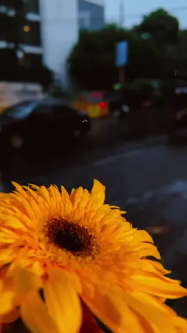 This account is only for natural background videos. Video taken from @Caption Site😔 account. #fyp #fypシ゚ #video #viral #grow #foryou #foryoupage #natural #bangladesh #world #trending #unfreezemyacount #dontfreezmyacount🙏 #tiktokbangladesh 