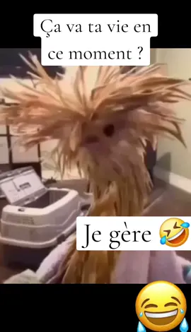 Ça va ta vie en ce moment? je gère 🤣 #pourtoi #pourtoii #pourtoipage #foryou #fyp #viral #real #funnyvideos #funny #fyr #drole #humour #humor #🤣 #🤣🤣🤣 