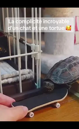#pourtoi #viral #chat #tortue 