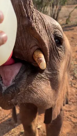 Mwinzi really is savouring every last drop! At just 5 mths old, Mwinzi was rescued during a drought that took hold in Kenya’s Amboseli ecosystem in 2022. His rescuers discovering the little calf trapped in a drying mud wallow, too weak to extract himself. He joined our orphan herd in Kaluku, where he has thrived: Fuelled by a love of greens - if his stable isn’t packed full with fresh cut greens (leafy branches) when he goes to bed he’ll complain until the Keepers ‘correct their error’ - and, as you can see from today’s 8am bottle, a penchant for milk. Discover Mwinzi’s rescue story - including a video - and consider supporting his ongoing journey with us at: sheldrickwildlifetrust.org/orphans/mwinzi (links in our TT profile) #elephant #SheldrickTrust #SWT #animals #wildlife #animalrescue #kenya #tongue #milk #elephants #sheldrickwildlifetrust #milktime #feeding #adopt