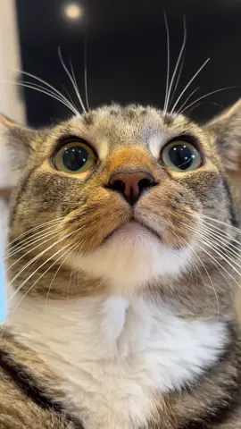 He had a crazy flashback #ancientegypt #cats #cat #trend #tabbycat 