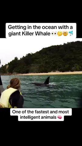 When a #giant #orca / #killerwhale swims with you and the boat 🤯🐬 #foryoupage #fy #fypage #trendingvideo #viraltiktok #viralvideo #zxycba #xuhuong #xybca #abcxyz #oceananimals #whale #dolphin #fish #swim #wildlifeencounters #boat #follow #fast #speed #clever #smart #intelligent #closeup #experience #onceinalifetime #sealife #cute 