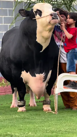 #dcattlefarmofficials0 #rambo #biggestbull #cattleranch #showstopper #trending #pageforyou_🔥 