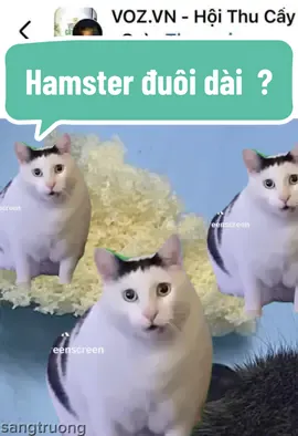 #hamster #funny #rat 
