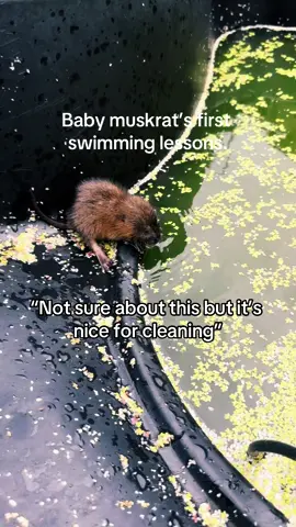 Baby #muskrat’s first swimming lessons. #wildliferescue #rodents 