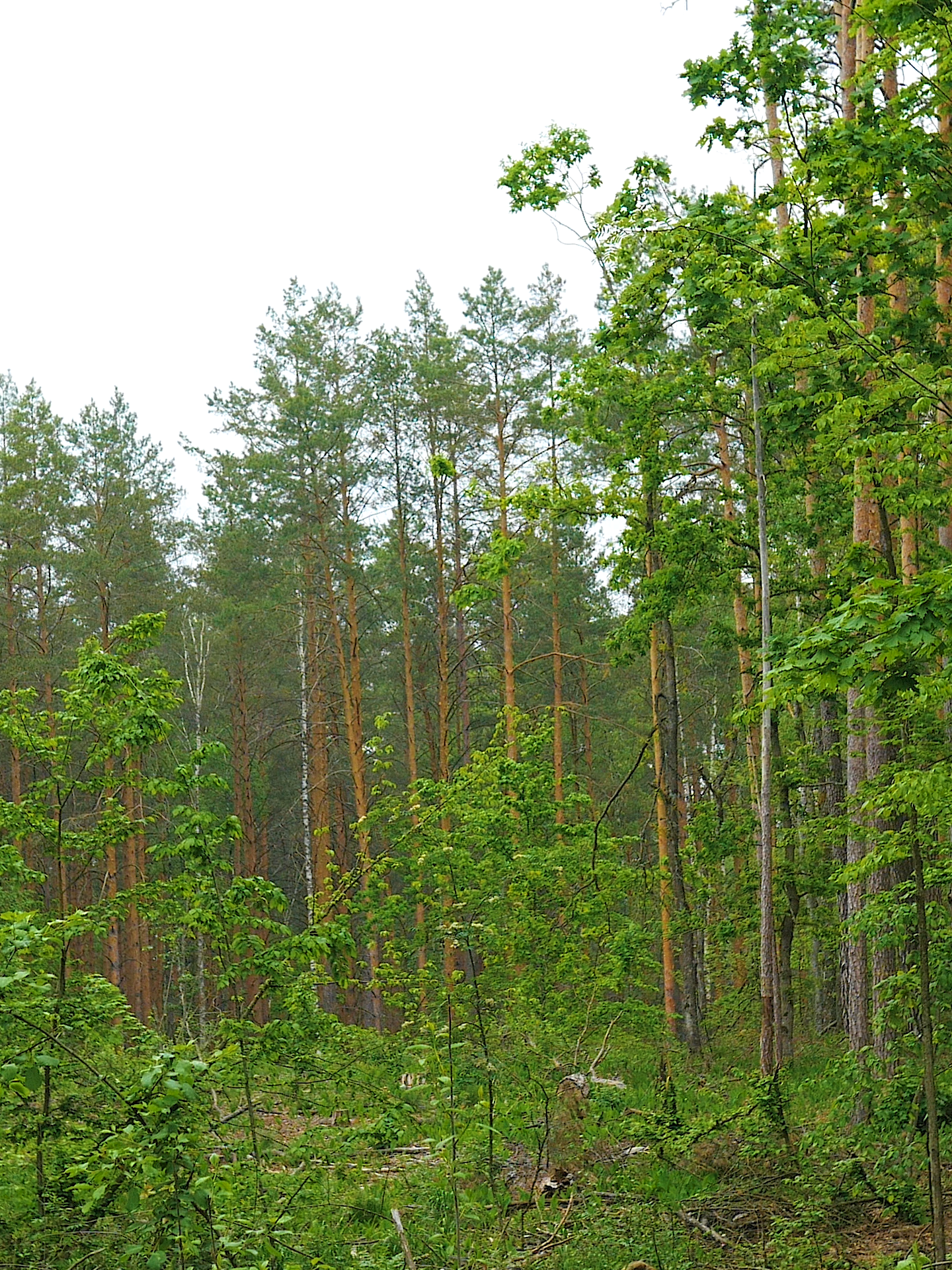 A magical spring forest and romantic sounds of wildlife will help restore the nervous system. #nature #natureza #naturephotography #naturetiktok #recommendations #recomendation #recommendation #recomendado #reci #recomendacion 7%