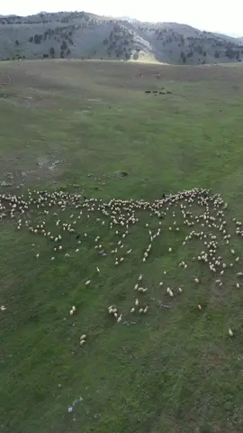 Drone gözünden bir çobanın hayatı, ve muhteşem manzara #doğa #drone #çoban 