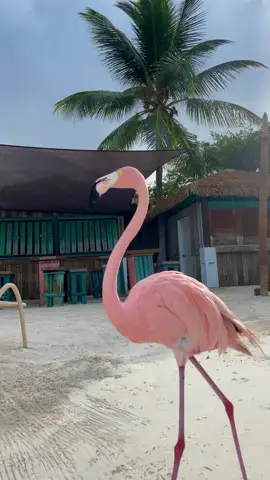 Beach day with my friends 🦩☀️👙🌴🌈🩵 #aruba #arubaonehappyisland #flamingobeach #flamingo #pinkflamingo #birds #paradise #beachlife #hotel #flamantrose #caribbean #sea #goodvibes #nature #cute #pretty #plageparadisiaque #caraibes #summertok #traveltiktok #carnetdevoyage #beautifulscenery #palmtree #tropical #frypgシ #foryou #pourtoi #travelinspo 