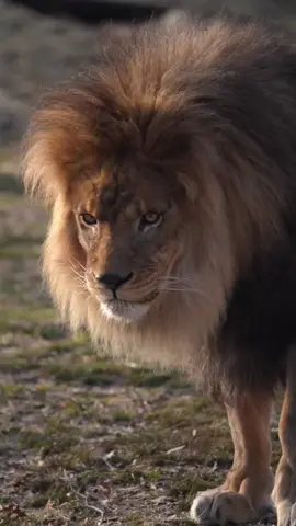 #lion #animal #tiere #schönheit #powerful #safari #africa #wildlife #foryoupage #fürdich #foryour #you #fyp #bigcat #wildanimals #حيوانات #حيوانات_مفترسه #اسد 