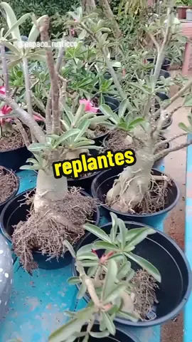 replantes com substrato fofinho 