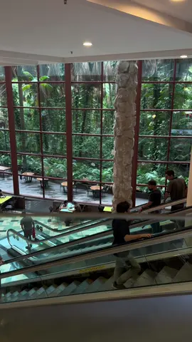 Um shopping com um espaço de floresta preservada 🍃 #manaus #manaurashopping #amazonia #amazonas 