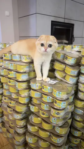 Taki to pozyje 🤣🤣🤣 #cat #scottishfold #karmadlakota #hodowlazpazurem #meow #kociepuszki 