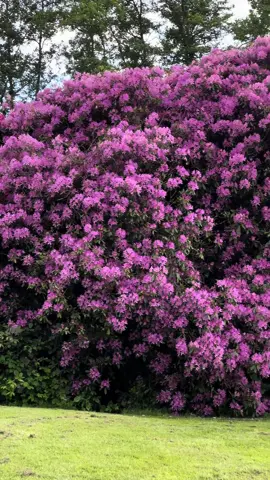 Beautiful UK 🇬🇧❤️ - Natural Beauty at its best 🫶🏻😍📍🇬🇧 #fyp #trending #foryoupage #foryou #500k #emirates #explore #naturalbeauty #colors #purple 