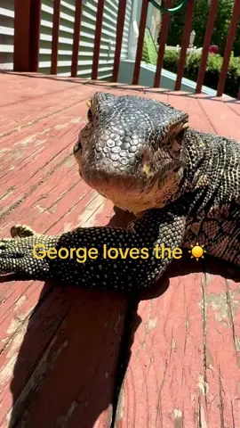 Caring for an Asian water monitor sometimes feels like a full-time job. I wouldn’t encourage anyone to purchase one. There are so many other incredible reptiles that require much less care, both physically and financially. However, George didn’t ask to be raised by the horrible people who had him before me. As his steward, I’ll do everything in my power to give him a life that makes him feel safe and content- including keeping my pale irish bum in the hot sun way beyond my cook time just to let him stay longer. #lizardtok #foryou #asianwatermonitor #monitorlizard #reptile #reptilekeeper #derp 