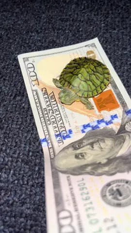 rich turtle #turtle #foryou #foryoupage #viral #trending #money 