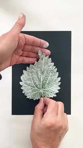 I was so excited to see this one... so much gorgeous detail 💚 If you want to try this lovely process there is a list of all materials on the website :) link in profile or you can pop over to https://www.impressionsofnature.co.uk/materials  Amazing Nettles, Love them or hate them? I must say I love them, even though they tend to ambush me, especially when I am wearing sandals, their sting comes from droplets of histamine and formic acid. Historically, nettles were a primary textile fibre source, rivalling flax, hemp, and cotton until the 17th and 18th centuries. Nettles have many uses, from curdling milk to repelling pests, offering relief for rheumatic joints, and serving as a tonic rich in vitamin C. However, eating them when flowering (June to October) can be laxative and potentially upset the urinary tract, but the seeds are still edible. Nettle and potato soup is a favourite, and they’re used in Cornwall to wrap a cheese called Yarg. Symbolizing women’s strength, healing, protection, and self-sufficiency, nettles embody a powerful duality—both fierce and gentle, painful and restorative, widespread yet invaluable. In Hans Christian Andersen’s “The Wild Swans,” nettles play a central role as a heroine gathers and knits them into coats to save her swan-transformed brothers, playing with the idea that courage can overcome pain. In folklore, nettles offered protection against “elf-shot” and “flying venom” in Anglo-Saxon culture, and dense nettle patches signalled a fairy presence and warded off enchantments. I could go on endlessly about nettles! . . . . . . #monoprint #printmakingtoday #leafprint #contemporarycraft #printmaking #natureprint #originalprint #botanicalillustration #originalprint #medicinalplants #medicinalherbs #nettle #nettleprint #botanicalmonoprinting #botanicalprint #naturejournal