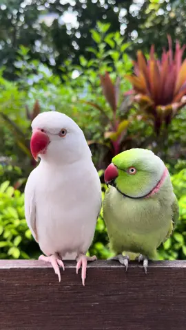 Mintee & Amber💚🤍✨ #fluffy #beepbeep #beep #talkingbird #talkingparrot #funnypet #funnypets #silly #greenbird #greenparrot #parrot #bird #birds #cute #adorable #fy #fyp #reel #reels #lol #pets #petlover #animal #cutestpets #petmom #ringneckparrot #indianringneckparrot #parakeet #foryoupage #fyp #viral #fy #fypシ #beautifull #maldives #meow #cat 