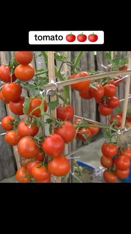 I'm learning how to grow tomatoes 🍅🍅🍅 #learning #grow #tomato #grow#growmyaccount #tips #progardening #cultivation #farmer #garden #tiktok @TikTok UK @TikTok Brasil @TikTok España @TikTok по-русски 