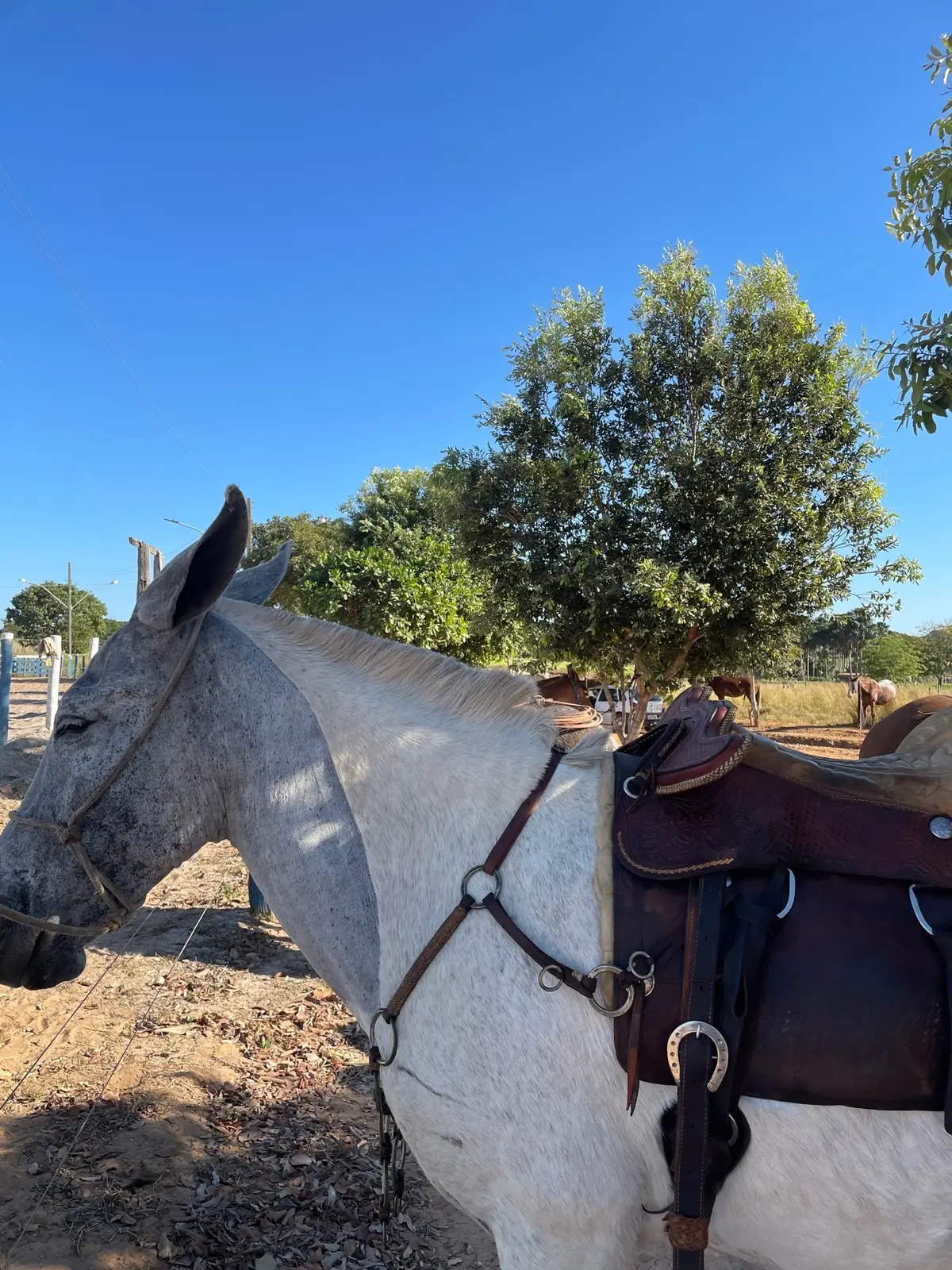 #country #estilodevida #cowboy #roçaafazenda #vidanocampo🌱🐂 