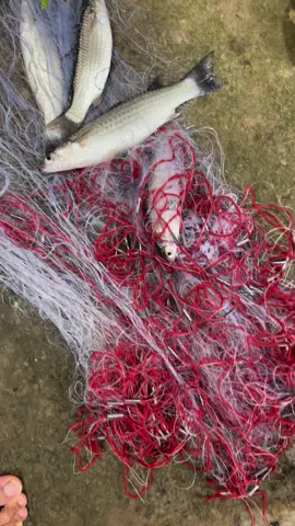 THEO VI VỀ QUÊ VI NẤU BỮA CANH CÁ ĐỐI NẤU MẺ NHA CẢ NHÀ. NHÀ BÁN LƯỚI NÀO DÙNG LƯỚI ĐÓ Ạ.#cuahangtuongvi #xuhuong #muataitiktok #mienphivanchuyen