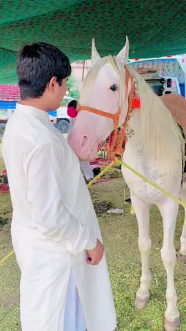 #peersyedisrarhussainshahbukhari❤️ #qutbiaabrarclub❤🐎 #viralvideo❤️❤️💯💯🔥 
