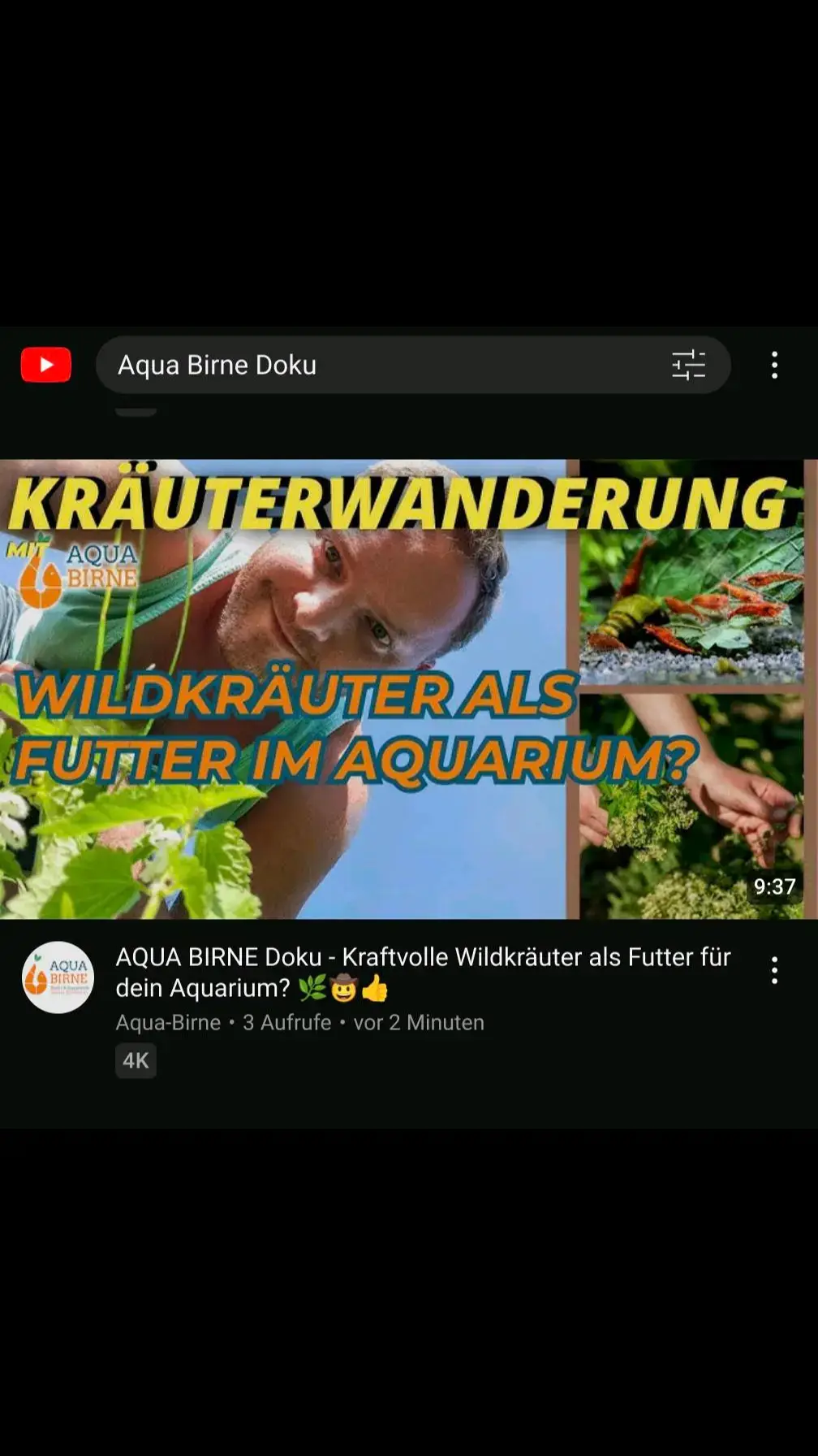 ▶️ AQUA BIRNE Doku - Kraftvolle Wildkräuter als Futter für dein Aquarium? 🌿🤠👍 Nun ist es soweit und das nice Meisterwerk ist online! 🥳 Danke auch an den nicen Filmproduzent, für seine Zeit und Mühe. @Sascha Hoyer  Lasst gerne ein bisschen Liebe da 💙 ▶️ Das Video ist auf YouTube zu finden :) Darüber freuen sich auch die Bewohner in meiner Aquarium Zuchtanlage: Zwerggarnelen / Garnelen, Wasserschnecken, CPO Krebse, Wasserpflanzen, Moose uvm. 🦐🌿 Aqua Birne Shop: Aqua - Birne . de 🐌🦞  Folge mir gerne für mehr! Aquaristische Grüße Daniel Birnbaum, die Aqua Birne 🍐 . . . #Aquarium #aquariumhobby #garnelen #garnelenaquarium #garnelenbecken #neocaridina #caridina #garnelenzucht #zwerggarnelen #aquaristik #wildkräuter 