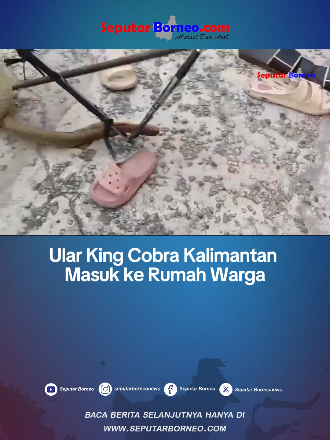 Ular King Cobra Kalimantan Masuk ke Rumah Warga #kingcobra #ular #seputarborneo #infoupdate #infokalteng #palangkaraya #kalimantantengah