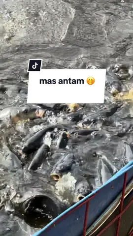 Lagi Viral mas antam  Kita yakin mas Bioflok juga bakal viral kekal 🤭  #Bioflokis #bioflok #ikanmasbioflok #masantam #emasantam 