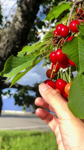 Hái Cherry mọc dại ven đường. Ăn đến cây thứ 3 mới chọn được quả khá là ok, có cây thì hơi chua và chát. Ở CH Séc loại cây này mọc nhiều ven đường, quả đỏ lựng rất đẹp mắt. #binhyen #cherry #haicherry 