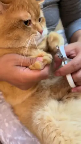 Now cats are very good at cutting their nails.