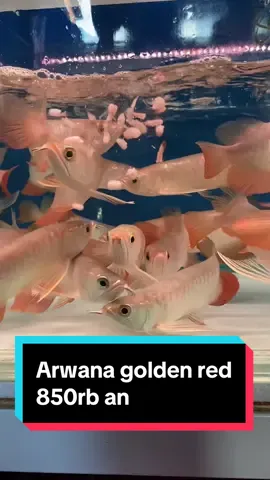 Arwana golden red hb 23-25cm spesial dayung panjang ekor lebar #arwana #predator #ikanhias #fyp #fypp #fyppppppppppppppppppppppp #ikan 
