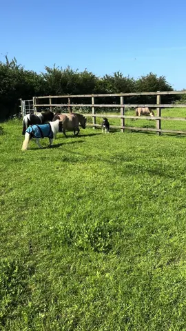 Ozzy with the mares in the sun ☀️❤️ #OzzyTok #miniature #miniaturehorses #happy #sunshine #Summer #horsesoftiktok #miniaturehorsesoftiktok #tiny #colt #fyp #smallbutmighty 